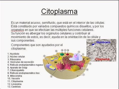 Que Es Una Celula Y Cuales Son Sus Partes Citoplasma Biologia Celular