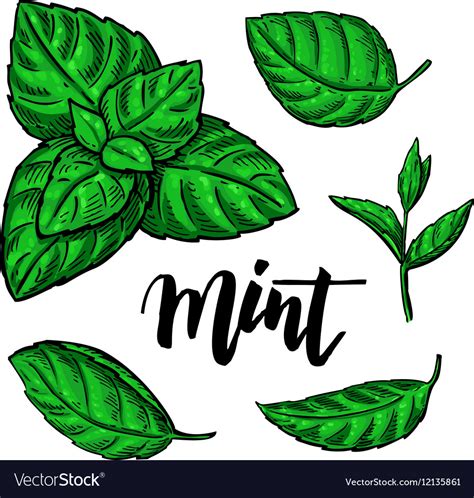 Mint Vector At Getdrawings Free Download