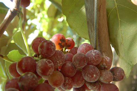 First Report Of Grapevine Pinot Gris Virus Infecting Grapevine In Korea