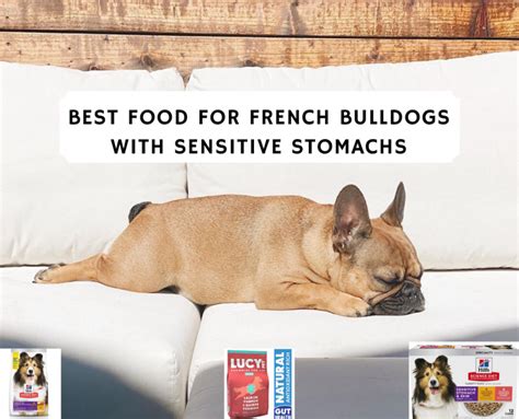 Best Food For French Bulldogs With Sensitive Stomachs 2021 Care Of