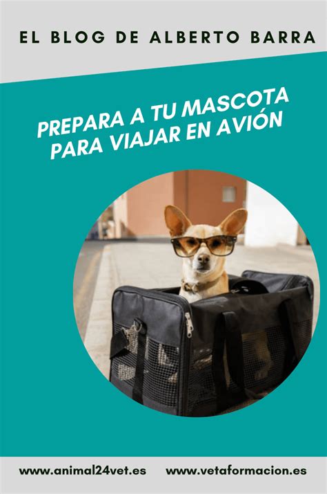 Preparar a tu mascota para viajar en avión Animal24