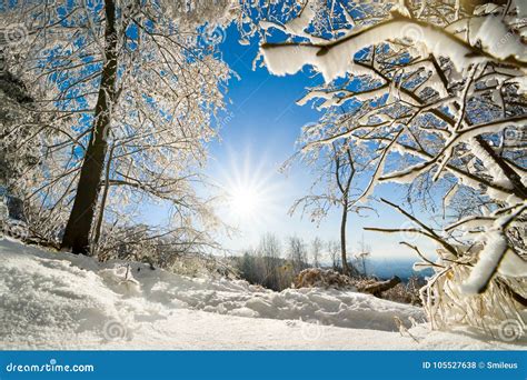 Sunny Winter Landscape In Snow Stock Photo Image Of Poster Outdoor