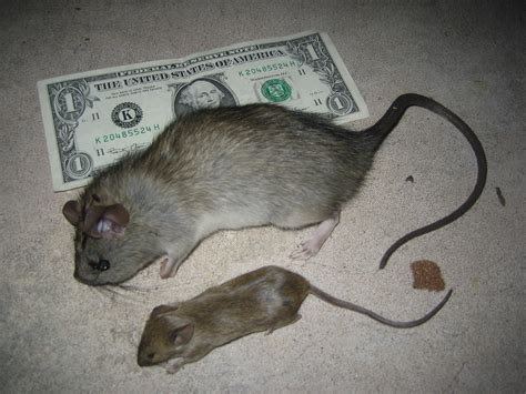 Rat Vs Mouse Intelligence Rat Vs Mouse