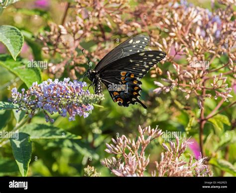 Tigre Oriental Especie Papilio Glaucus Es Una Especie De Mariposa