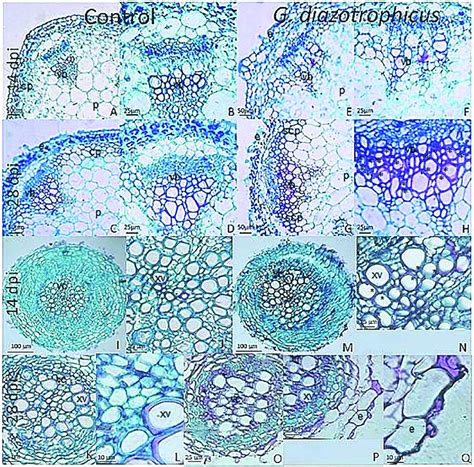 Micrographs Of Cross Sections Of Arabidopsis Thaliana Plants