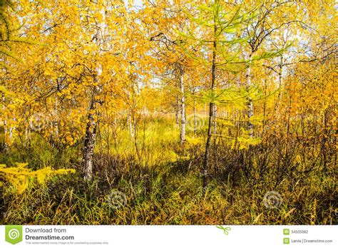 Autumn Forest Stock Photo Image Of Forest Leaf Gold 34505982