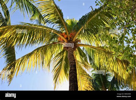 View From Ground Close Up Of Coconut Palm Trees Tree Tops With