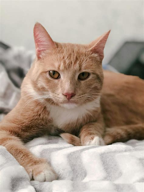 Photo Of Orange Tabby Cat · Free Stock Photo