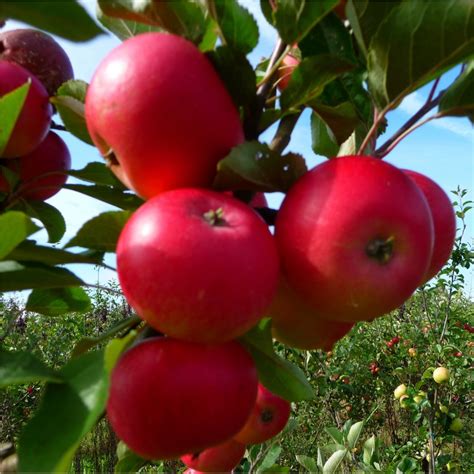 Check spelling or type a new query. Discovery Apple Tree | Buy Apple Trees | Purchase Apple ...