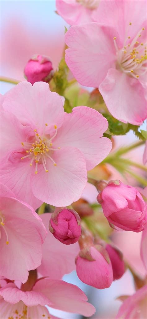 Wallpaper Beautiful Pink Cherry Flowers Blurry Spring 3840x2160 Uhd