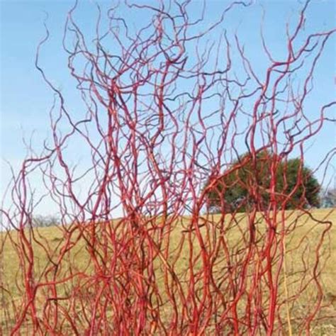 Scarlet Red Curly Willow Tree Live Plants Rare Gardening And Etsy