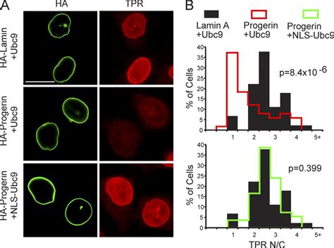 Nuclear Localization Of Ubc9 Restores Tpr Import In Cells Expressing