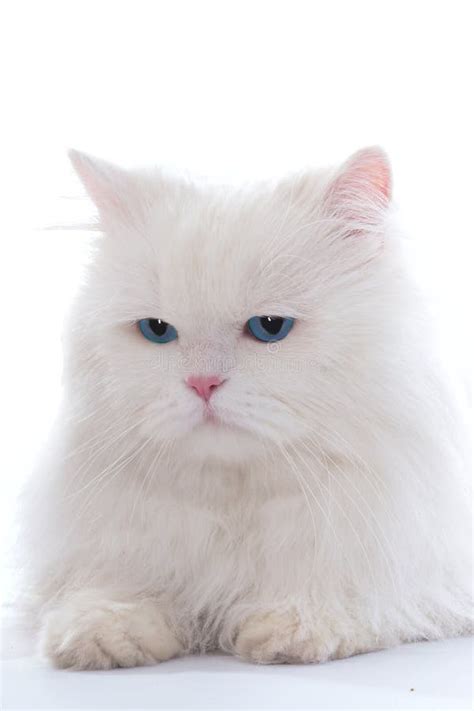 223294 White Fluffy Cat Stock Photos Free And Royalty Free Stock