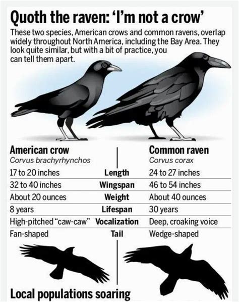 Raven Vs Crow How To Tell Them Apart