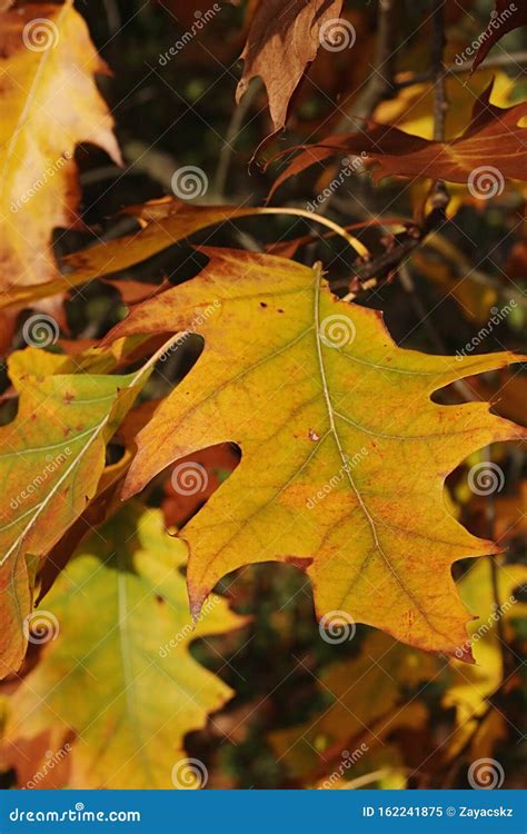 Yellow Leaves Of Northern Red Oak Tree Latin Name Quercus Rubra