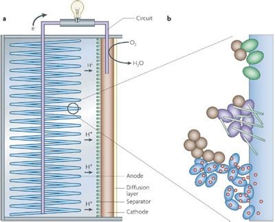 The construction and analysis of mfcs requires knowledge of. Biology News | Wastewater to Energy Technology | Tech Hydra