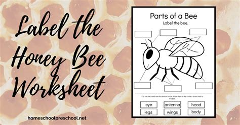 Parts Of A Bee Worksheet