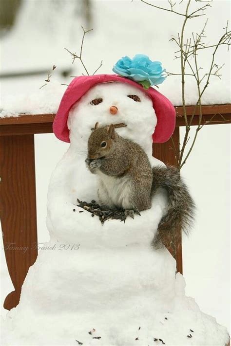 Pin By Thresa Muglich On Winter Cute Animals Animals Squirrel