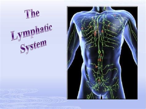 The Lymphatic System