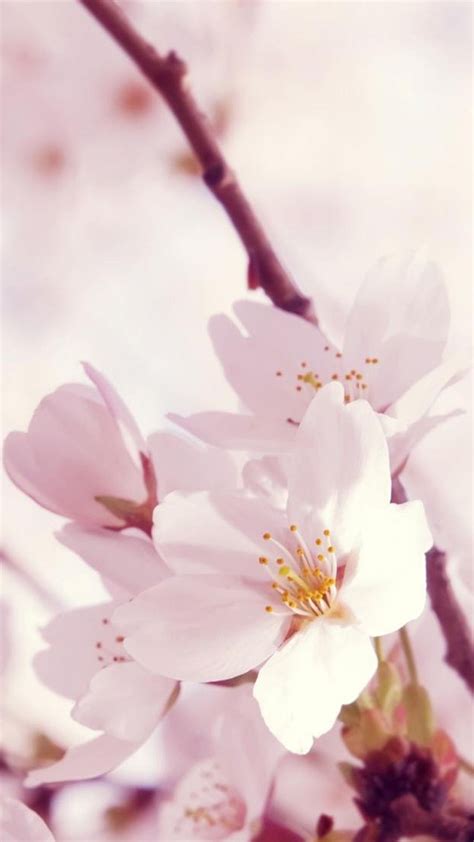 Beautiful Chineseasia Flowers Sakura Plum Blossoms