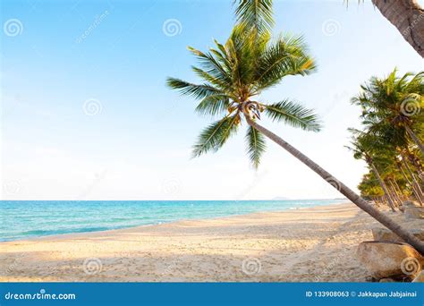 Landscape Of Coconut Palm Tree On Tropical Beach Stock Image Image Of