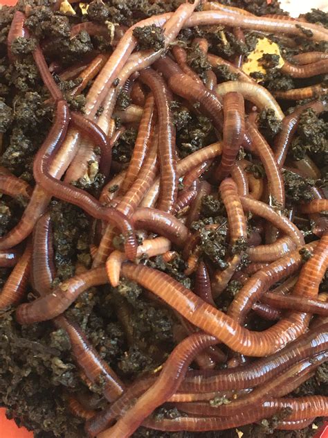 If not, we'll refund your purchase or send a replacement. Red Wiggler Composting Worms