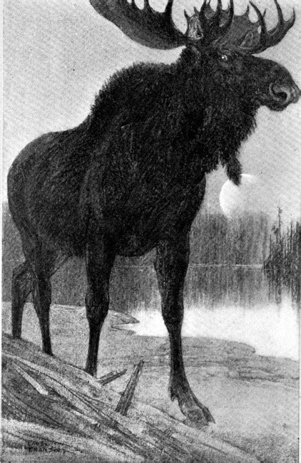 B Moose Moose