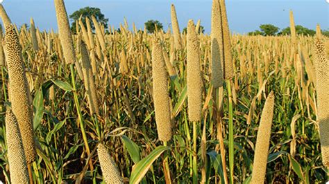 Nigeria Develops New Climate Smart Sorghum And Pearl Millet Varieties Milling Middle East