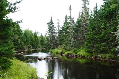 Field Notes And Photos Pleasant River Community Forest Columbia Maine