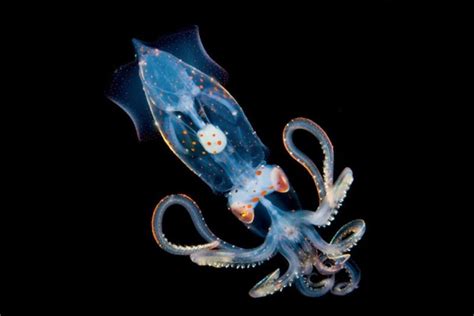 Blackwater Photos Of Luminous Squids Jellyfish And Other Underwater