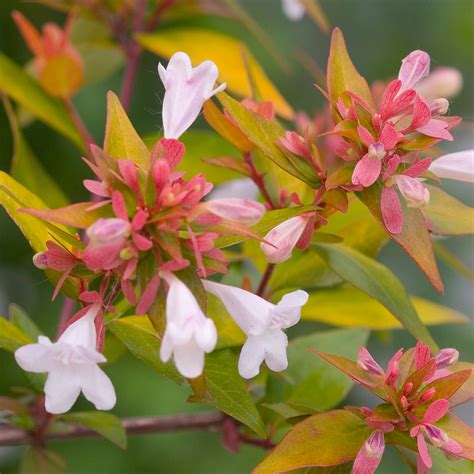 Low mounding, strong growing shrub, quick facts. Bronze Anniversary™ Abelia | NWA Plants Inc