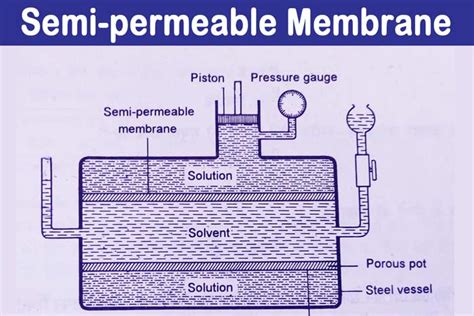 In most cases the solvent is water. Osmosis with Example | Osmotic Pressure Definition