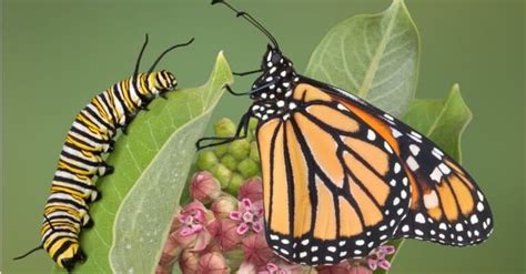 Monarch Butterfly Lifespan How Long Do Monarch Butterflies Live Imp