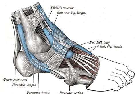 Peroneal Tendonitis In Runners Running Research Junkierunning