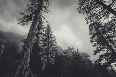 Trees Under Cloudy Sky · Free Stock Photo
