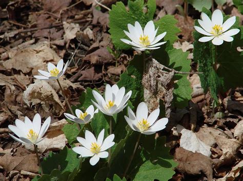 Bloodroot A Closer Look At A Fascinating Native Plant Natures Due