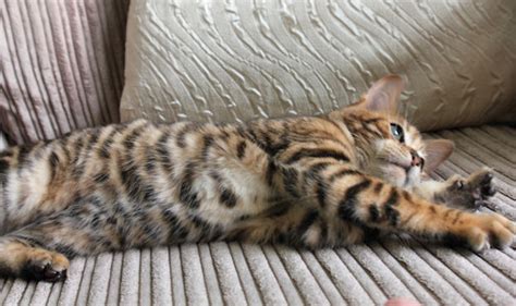 Queenanne Cats Toyger Queens Cat Breeder In Bromsgrove