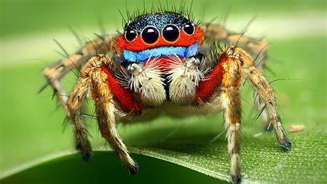 Types Of Spiders With Identification Guide Names Pictures And Charts