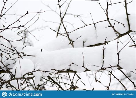 Tree Branches Covered With Snow In The Winter Garden Stock Image