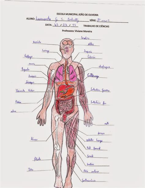 Escola Municipal João de Oliveira CIÊNCIAS CORPO HUMANO