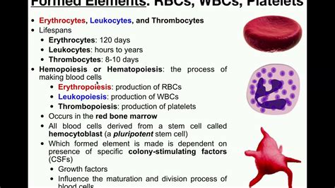 Anatomy Basics Of The Formed Elements RBCs WBCs Platelets YouTube