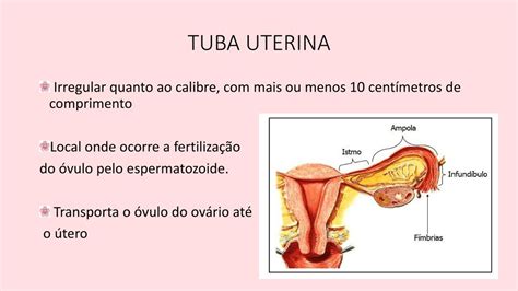 Anatomia Das Tubas Uterinas