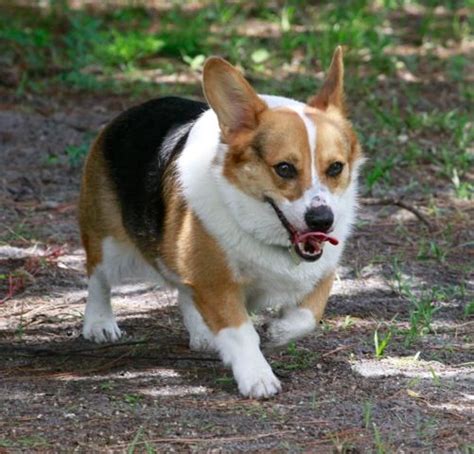 The other breed is the bigger cardigan welsh corgi. The Daily Corgi South Florida Corgi Meetup: Ohno! | Cute ...