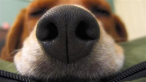E Doggy Does A Cold Wet Nose Mean Your Pet Is Healthy