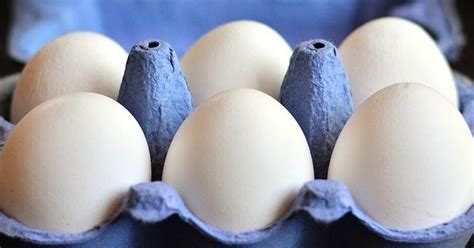 Telur tetas merupakan telur fertil (dibuahi oleh sperma) dan ditujukan untuk penetasan. Cara membuat TELUR AYAM petelur menjadi BESAR - info terkini