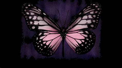 43 Pink Butterfly Wallpaper