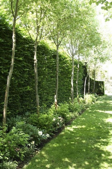 Layered Heights Hedge Trees With Low Branches Removed And Low Under