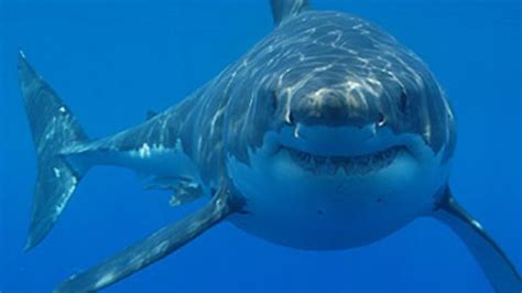 More Sharks Could Be Heading To Devon And Cornwall Heart