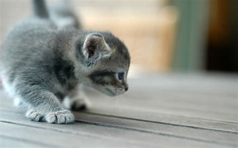 Cute Kitten Kittens Wallpaper 12929367 Fanpop