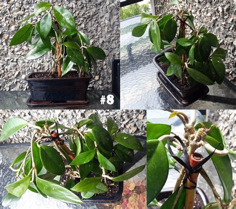 We did not find results for: Safe plants? | Chameleon Forums
